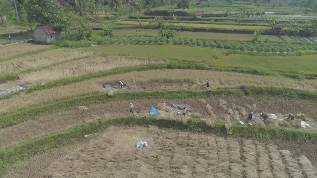 Harvesting in rice field; Yogyakarta, Indonesia - April 2018
