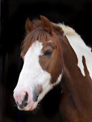 Naklejka premium Horse Headshot
