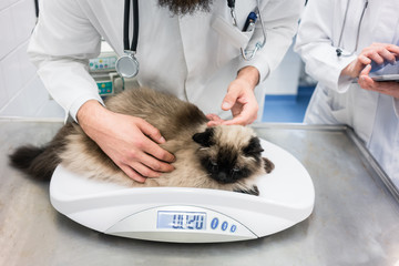 Vet putting cat on scale to measure her weights in doctors examination 