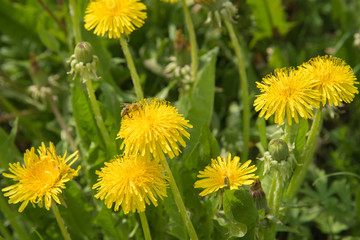 Several yellow dandelion flowers and on one a bee sits and collects pollen in summer