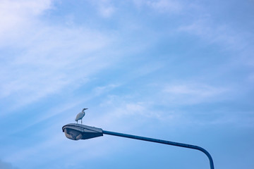 Egret bird stand on street lamp with clouds and ray of sunshine