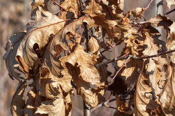 Dry oak leaves on a branch