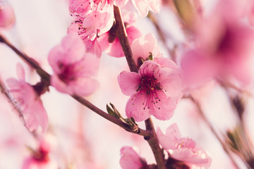 spring tree with pink flowers