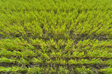 top view on young wheat growing in a field 