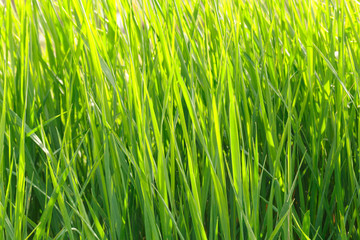 spring grass field