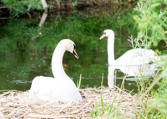 wildlebendes Schwanenpärchen, Schwan in Österreich, Fluss Ufer 