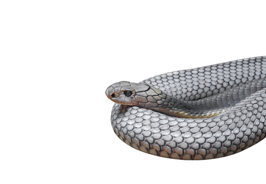 King Cobra Coiled Isolated on White Background, Clipping Path