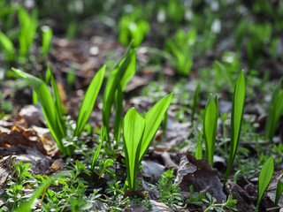 Bear Garlics -  Ramsons - in the forest. Natural medicine. Backlight. Close up.