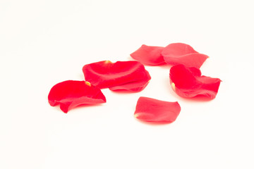 Fototapeta na wymiar Scattered rose petals