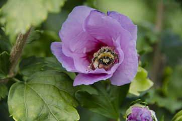 Der Hibiskus und die Hummel