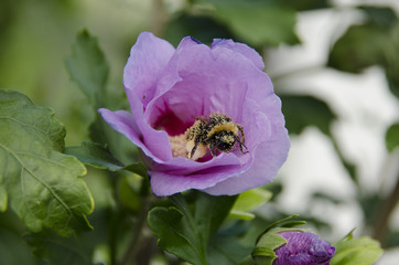 Der Hibiskus und die Hummel © Sabrina