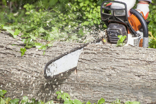 Cutting log with chainsaw