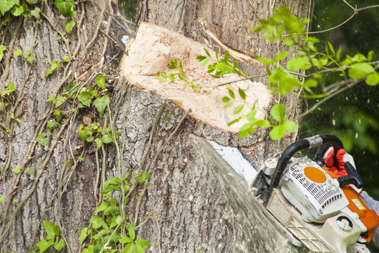 Cutting tree trunk with chain saw