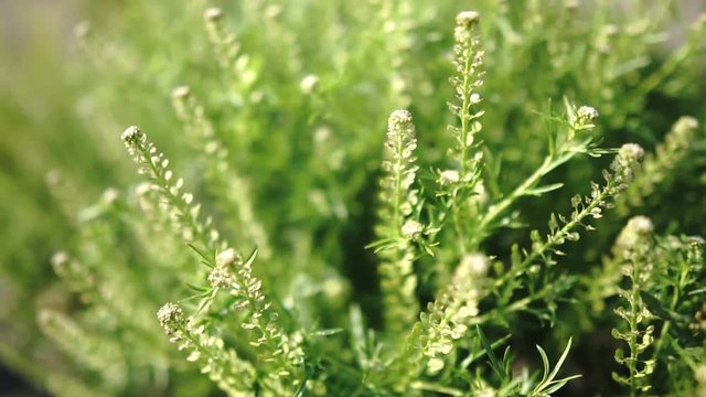 風に揺れる雑草