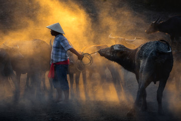 Obraz na płótnie Canvas Thai buffalo with farmer