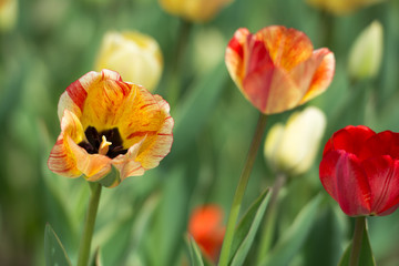 Fototapeta premium Yellow -reddish tulips close up.