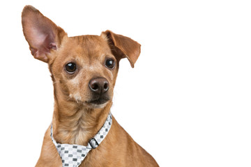 brown dog with a tie is looking directly into the camera, as if something is reading, on a white background, business concept and finance