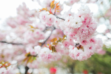 Sakura. Cherry blossoms japan. Pink spring blossom background.