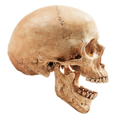 Naklejka premium Human skull isolated