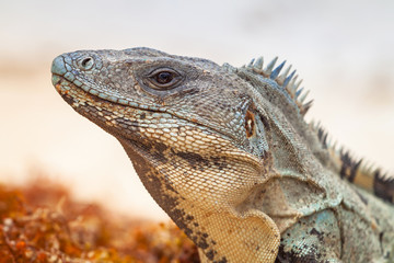 Close up of wild iguana in Mexico