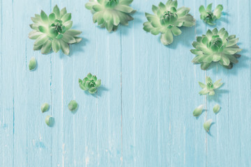 Succulents on old blue wooden background
