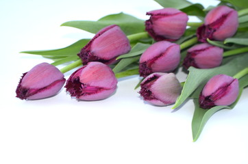 Фиолетовые бахромчатые тюльпаны Curly Sue на белом фоне