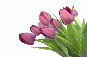 Фиолетовые бахромчатые тюльпаны Curly Sue на белом фоне