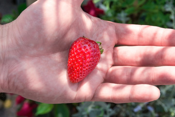 Man Holding on Hand Palm Ripe Juicy Organic Strawberry in Green Summer Garden. Sunlight Flecks. Healthy Superfoods Vitamins Vegan Concept. Lifestyle Image Authentic Atmosphere