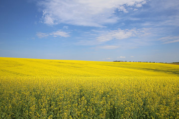 Rape is a yellow-coloured plant which produces oil .