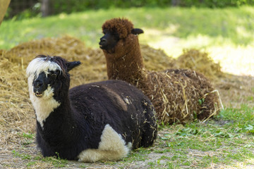 a few Llamas resting on the sun