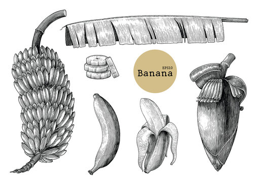Banana collection sets hand drawing vintage engraving illustration