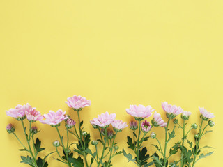 Obraz na płótnie Canvas Composition of pink chrysanthemum flowers on a yellow background, top view, creative flat layout. 