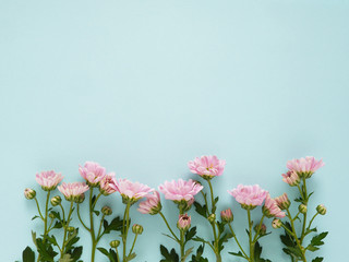 Composition of pink chrysanthemum flowers on a blue  background, top view, creative flat layout. 