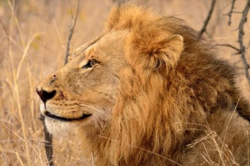 Fototapeta na wymiar The lion king
