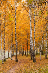 Vertical fall background with orange leaves and white birch trees in park