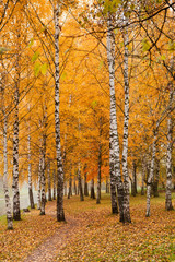 Vertical fall background with orange leaves and white birch trees in park