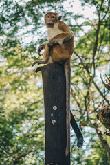 Affe sitzt auf einem Pfeiler