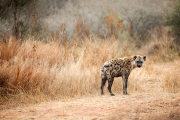 Hyène tachetée d& 39 Afrique lors d& 39 un safari en Afrique du Sud