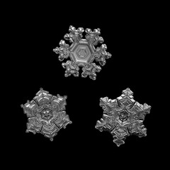 Three snowflakes isolated on black background. Macro photo of real snow crystals: small stellar...