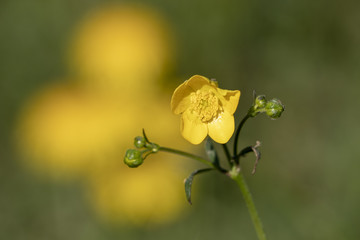 Gelber Hahnenfuss - Ranunculus