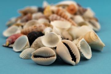 Fototapeta na wymiar A pile of shallow sea shells on a blue background with a focus in the foreground.