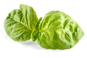 Fototapeta premium Close up studio shot of fresh green basil herb leaves isolated on white background.