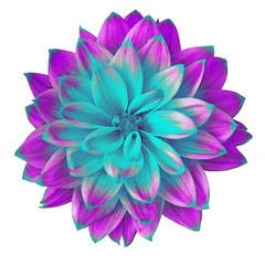 Flower cyan  lilac dahlia isolated on white background. Close-up. Macro. Element of design.