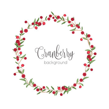 Elegant round wreath or circular frame made of cranberry sprigs hand drawn on white background