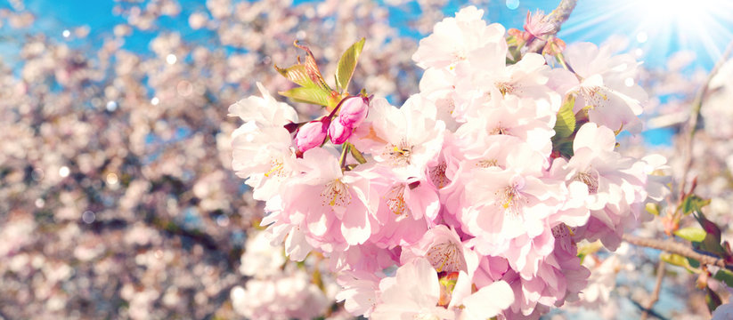 Frühling - Japanische Kirschblüten