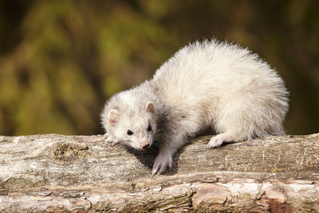 Fototapeta premium Silver ferret sitting on tree and enjoying their walk and game in park