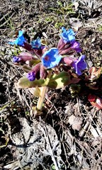 Lungwort (Pulmonaria officinalis)
