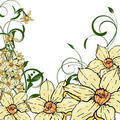  hand drawing  Narcissus flowers background.