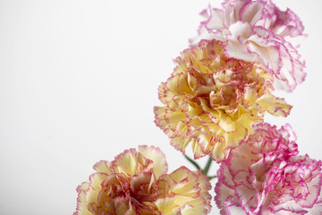 Background of white and pink flowers next to yellow flowers. Copy space. Mockup.