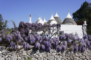 Italy, Apulia, Trulli with wisteria